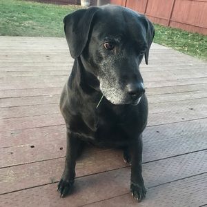 Meet your Posher, Arrin